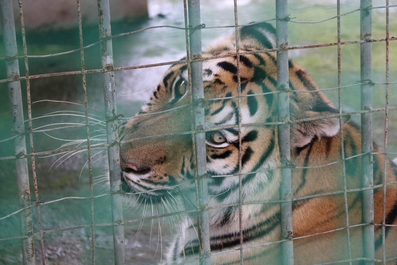 Asian Tigers Canada Day